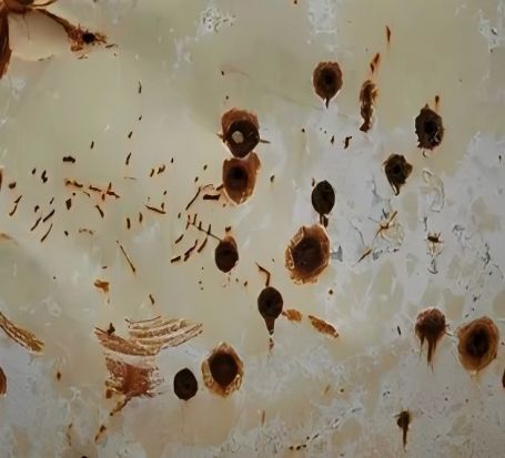 镍基合金晶间腐蚀检测