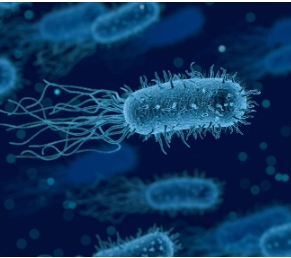 微生物检测