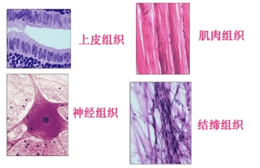 动物组织检测